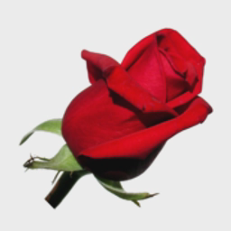 Flowers Fast logo